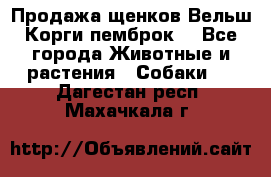 Продажа щенков Вельш Корги пемброк  - Все города Животные и растения » Собаки   . Дагестан респ.,Махачкала г.